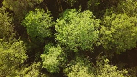 Vertical view of larch tree forest Stock Footage 116990037