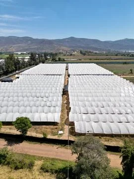 Vertical View of A large field of plants in greenhouse in San Sebastian of south Stock Photos