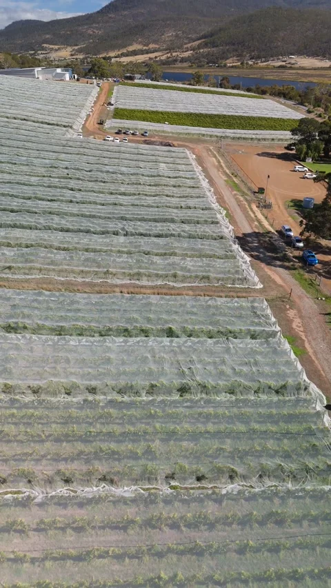 Vertical view of a large netted vineyard above a river valley in Tasmania. Vídeo Stock 332542616