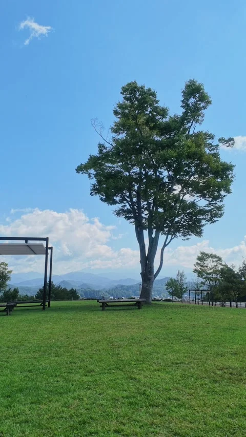 Vertical View of a Large Tree and Bench on Grass Stock Footage 346583126