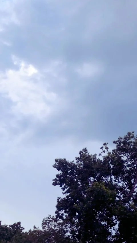 Vertical view of large tree swaying in strong wind. Stock Footage 343551954