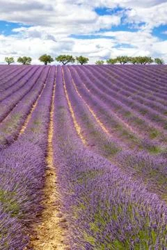 Vertical view of lavender field Stock Photos
