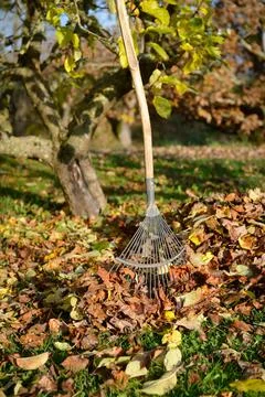 Vertical view of leaf broom in the middle of dead leaves at the foot of a tree Stock Photos