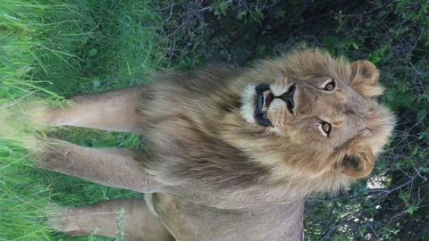 Vertical View Of A Lion With Thick Mane Of Fur Standing In African Stock Footage 265936491