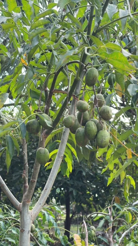 Vertical view of a long branch with green Spondias dulcis clusters hanging Stock Footage 329276977
