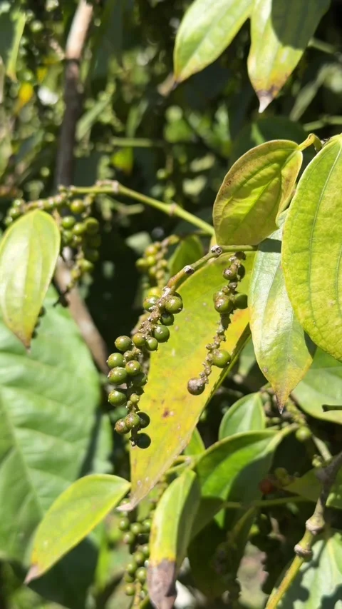 Vertical view of long green pepper spikes hanging from a vine among dense leaves Stock-Footage 331725769