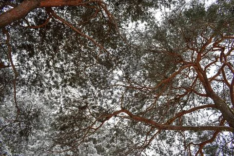 Vertical view looking up through pine tree crowns under falling snow Stockfoto's