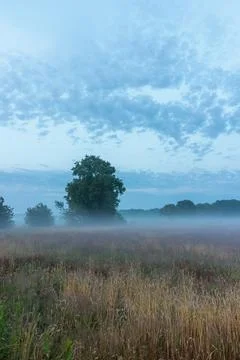 Vertical View of Low Mist Over Golden Grasses in Elp, Drenthe Fotos de archivo