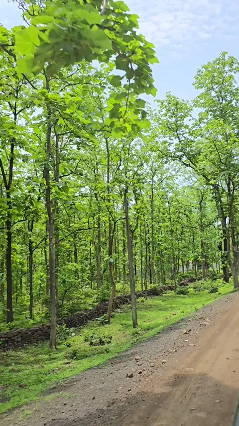 Vertical View of Lush Green Forest and Rural Road 스톡 동영상 341939817