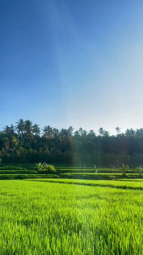 Vertical View of Lush Green Rice Fields Under Blue Sky in Bali Vídeo Stock 343201691