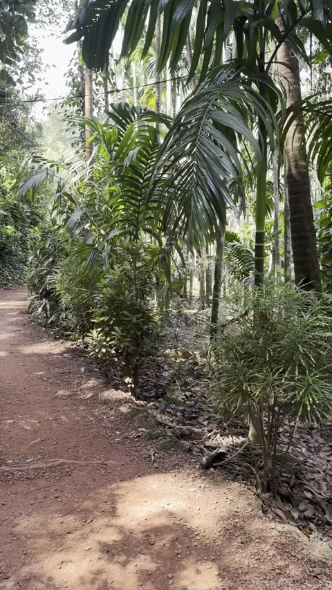 Vertical view of lush tropical spice plantation garden path in Goa India 스톡 동영상 343156030