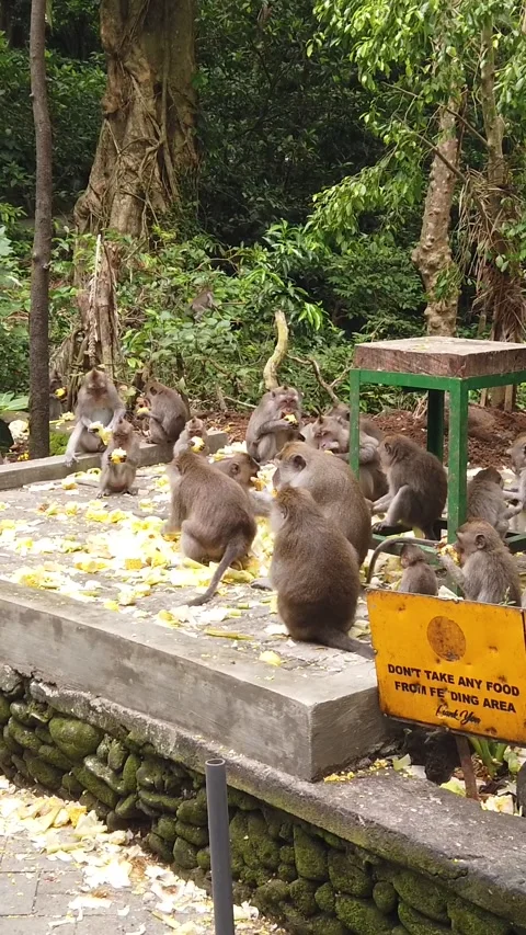 Vertical View of Macaque Monkey Group Feeding on Corn in Ubud Bali Indonesia Stock Footage 340766650