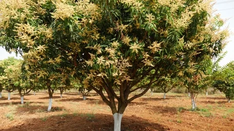 Vertical view of mango tree filled with flowerings Stock Footage 147705443
