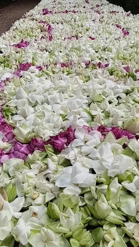 Vertical View of Massive Lotus Flower Offering Видео 334716451