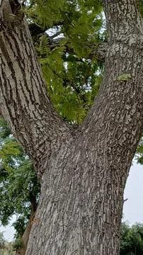 Vertical view massive mature tree trunk splitting two thick branches Stock Photos