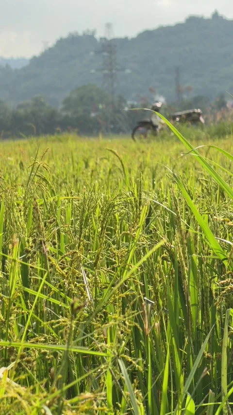 Vertical view of mature rice stems with grain heads standing across a cultivated Stock Footage 338001463