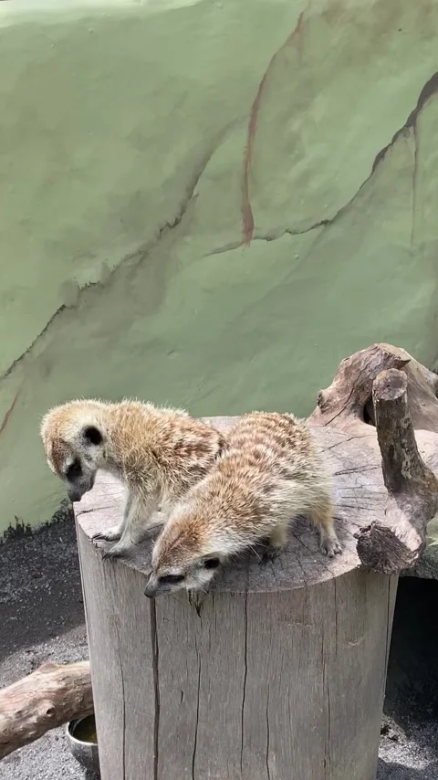 Vertical view. The meerkat or Suricate Stock Footage 293748896