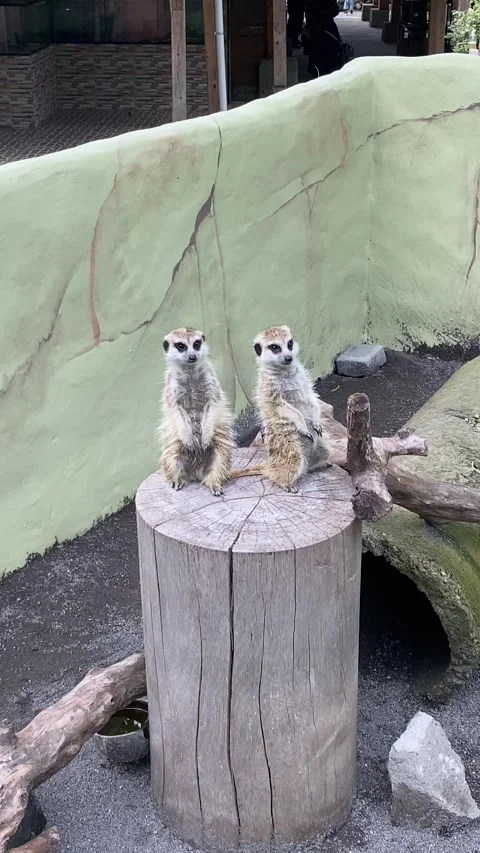 Vertical view. The meerkat or Suricate Video stock 293749246