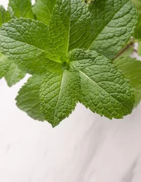 Vertical View Mint Plant 스톡 사진