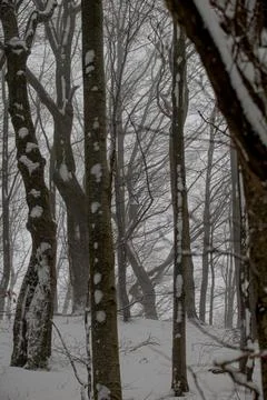 A vertical view of a misty beech forest in winter, with dark tree trunks pa.. Stock Photos