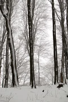 A vertical view of a misty beech forest in winter, with dark tree trunks pa.. Stock Photos