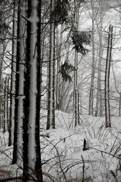 A vertical view of a misty beech forest in winter, with dark tree trunks pa.. Stock Photos