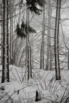 A vertical view of a misty beech forest in winter, with dark tree trunks pa.. Stock Photos