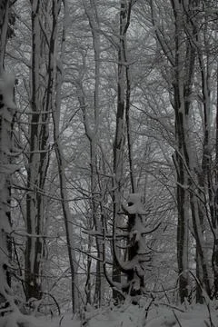 A vertical view of a misty beech forest in winter, with dark tree trunks pa.. Stock Photos