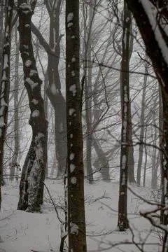 A vertical view of a misty beech forest in winter, with dark tree trunks pa.. Stock Photos