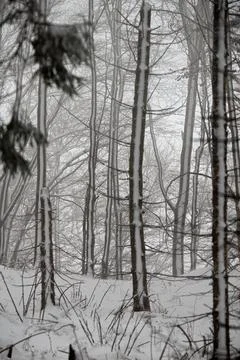 A vertical view of a misty beech forest in winter, with dark tree trunks pa.. Stock Photos
