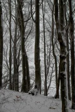 A vertical view of a misty beech forest in winter, with dark tree trunks pa.. Stock Photos