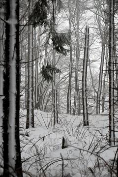 A vertical view of a misty beech forest in winter, with dark tree trunks pa.. Stock Photos