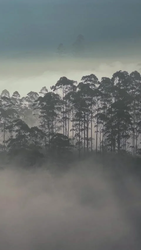 Vertical View of Misty Tea Plantation Hills with Trees in Munnar Kerala India 库存影片 334181330
