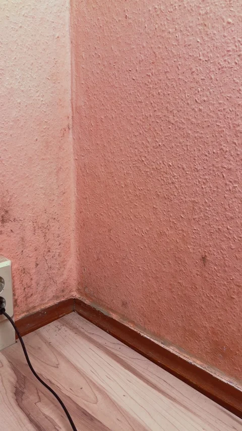 Vertical view of mold growing on indoor wall. Moisture damage, Stock Footage 336258331