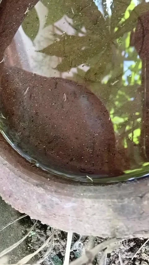 Vertical View Of Mosquito Larvae In Clay Pot Stockbeeldmateriaal 335473578