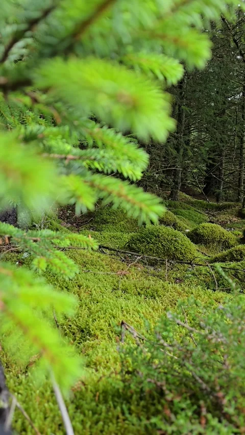 Vertical view of moss covered trees and rounded moss mounds in Norway Video stock 344980950