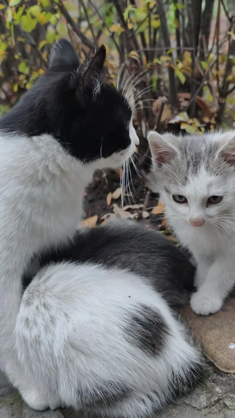 Vertical View of a Mother Cat and Kitten Outdoors on Stone Paving Stock Footage 322142180