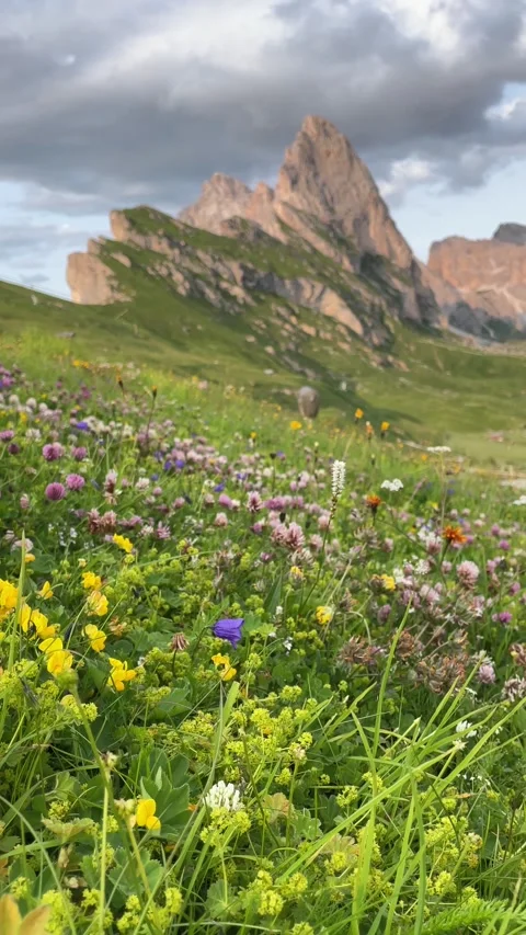 Vertical view of mountain Seceda  jagged ridges with wild flowers Stockbeeldmateriaal 284463861