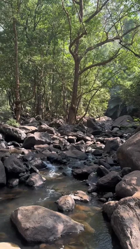 Vertical view of mountain stream flowing through rocky jungle stream in Goa Vidéo 342967953