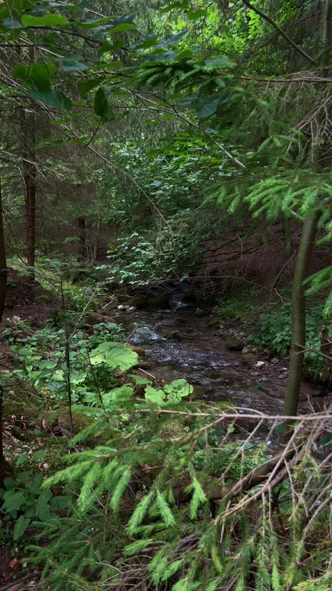 Vertical View of Mountain Stream from Higher Ground Through Forest Trees Stock Footage 312896704