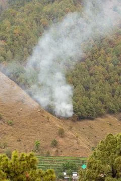 Vertical view of a mountain wildfire burning through pine trees. Stock Photos