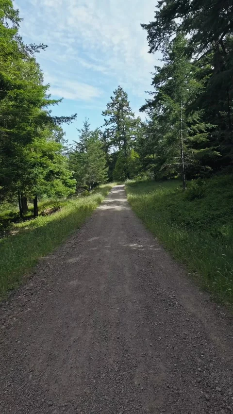 Vertical view moving down a wide dirt trail through coastal evergreen trees Video stock 346273380