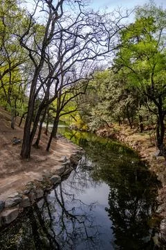 Vertical view of narrow stream through spring woodland Stock Photos