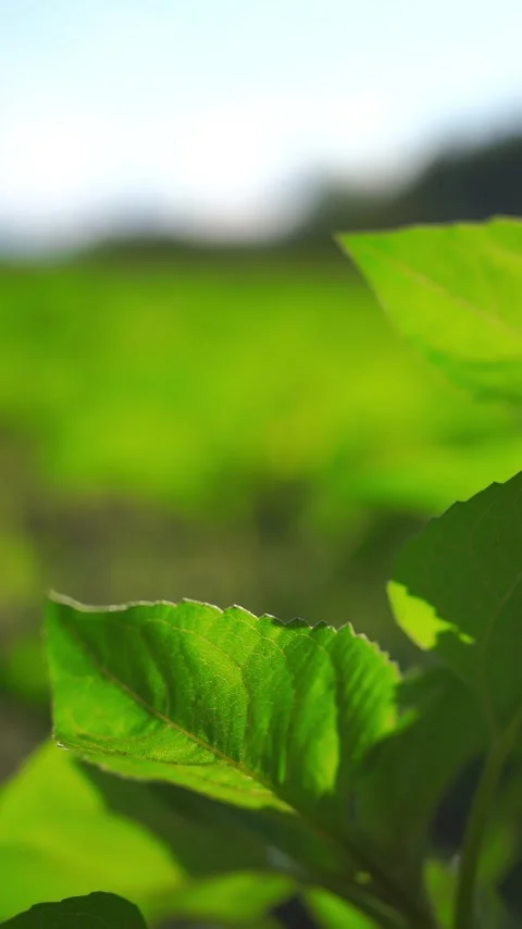 Vertical view. Natural breeze affecting seedlings in rural farmland setting Stock Footage 348630779