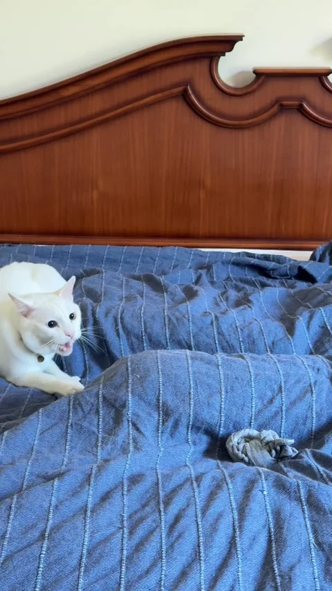 Vertical View Of Odd Eyed White Khao Manee Cat Playing With Sock Ball On Bed Stock Footage 346596811