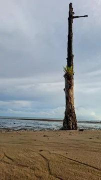 Vertical view of an old dead tree trunk on a quiet sandy beach coast Stock Photos