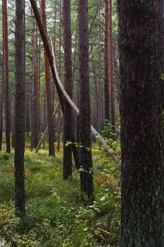 Vertical View of an Old Pine Forest with Deadwood and Lush Undergrowth 库存照片