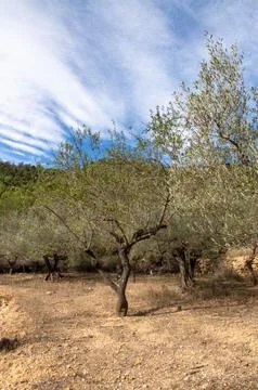 Vertical view of an olive tree on a sunny day with a blue sky and white cloud Foto stock