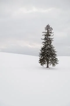 Vertical view of one christmas tree covered with snow in Biei, Hokkaido Stock Photos