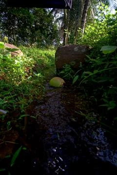 , vertical view of one coconut upstream carried by flowing water Stock Photos